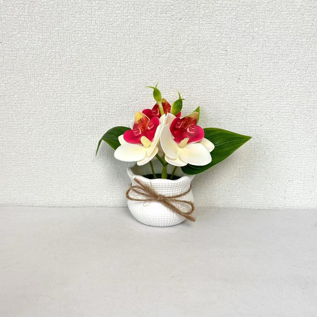 Decorative Miniature Orchid Arrangement