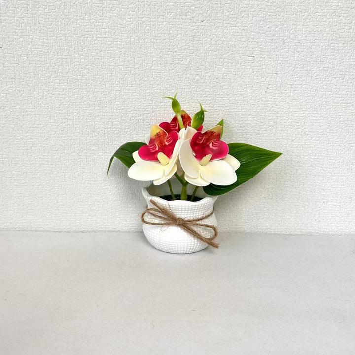 Decorative Miniature Orchid Arrangement