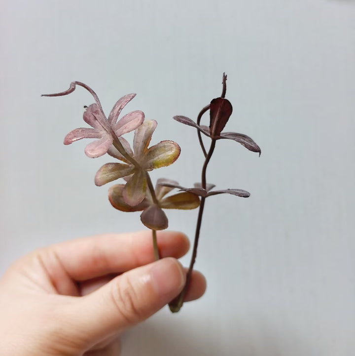 Decorative Succulent Arrangement