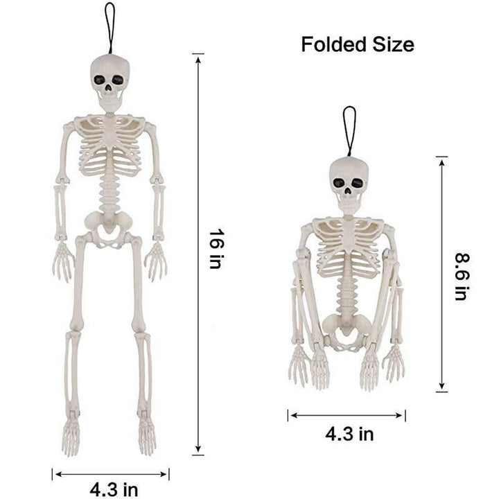 Anatomical skeleton model