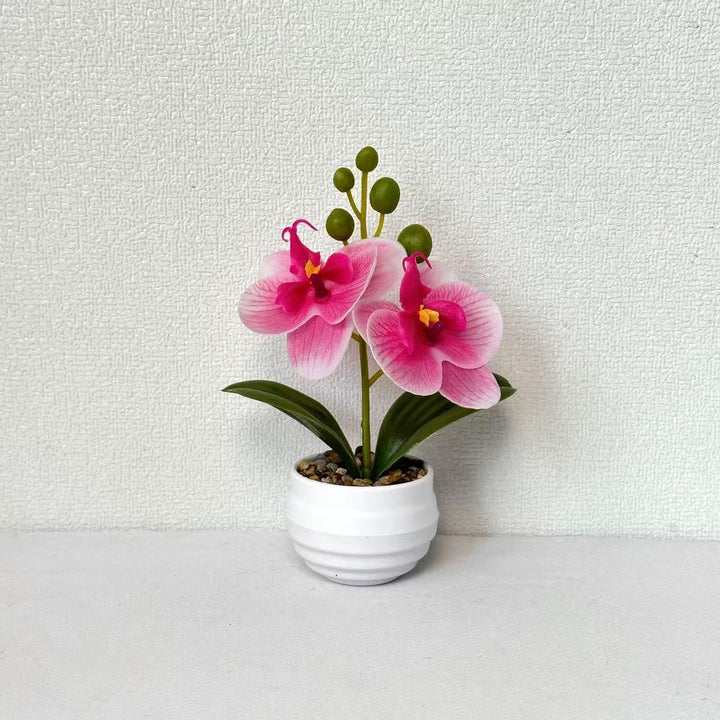 Decorative Orchid Planter