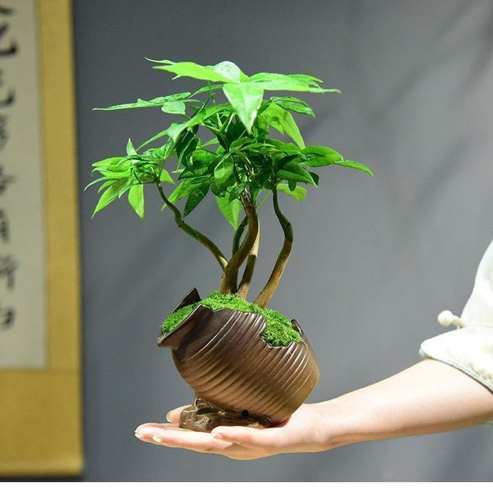 Decorative Potted Plant Arrangement