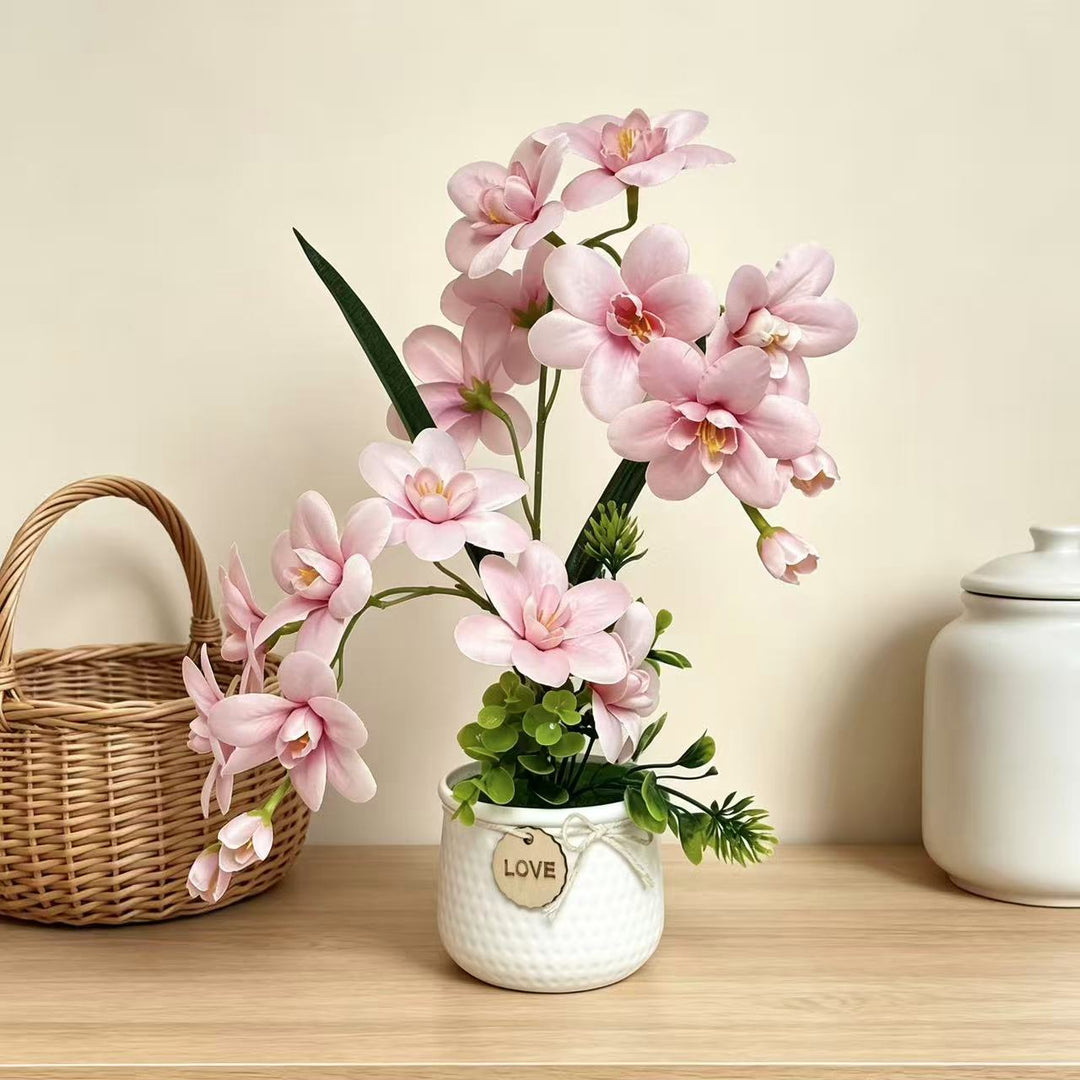 Decorative Orchid Plant Display