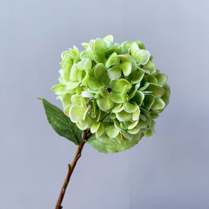 Floral Decorative