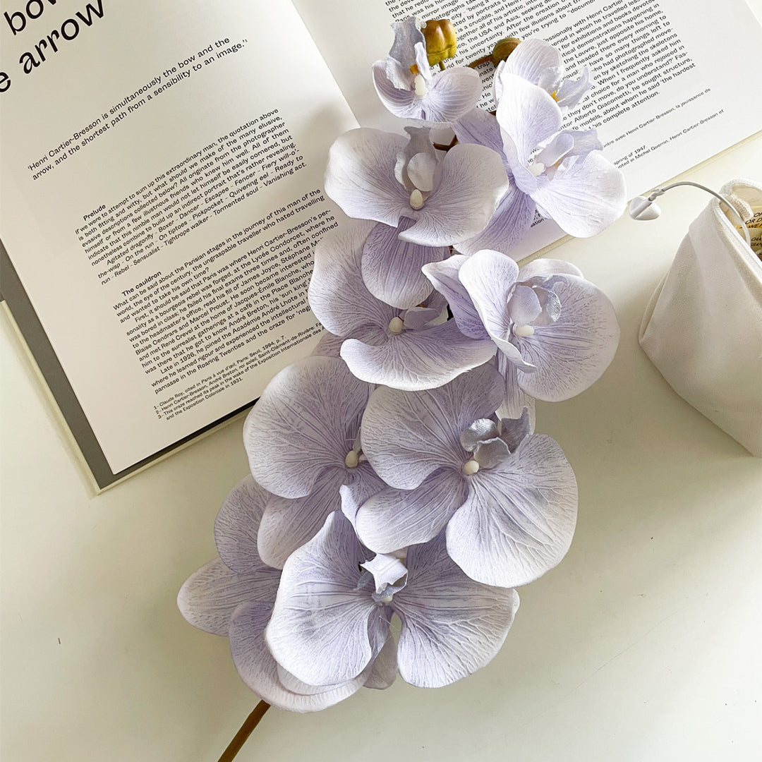 Elegant Orchid Stem