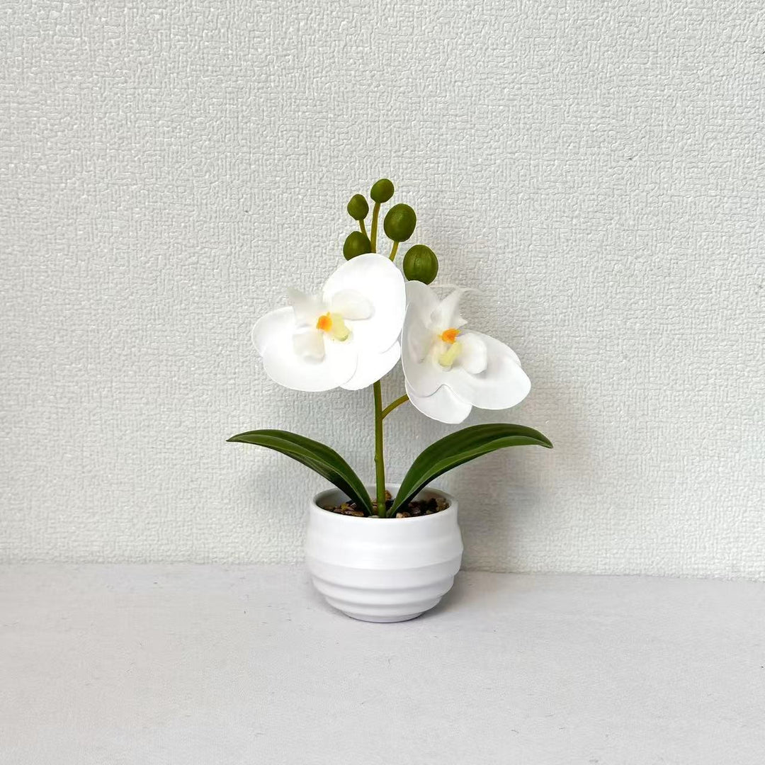 Decorative Orchid Planter