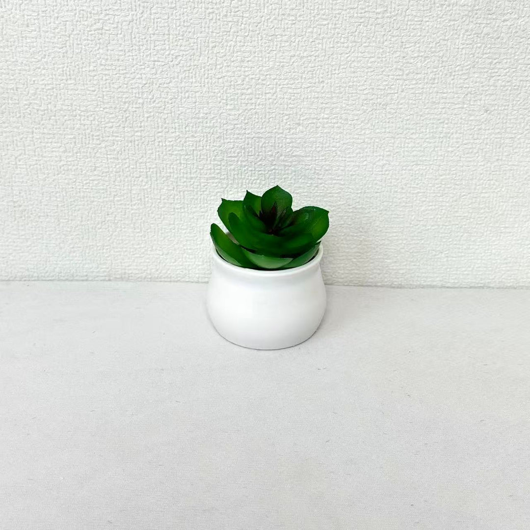 Succulent Plant in Modern Ceramic Pot