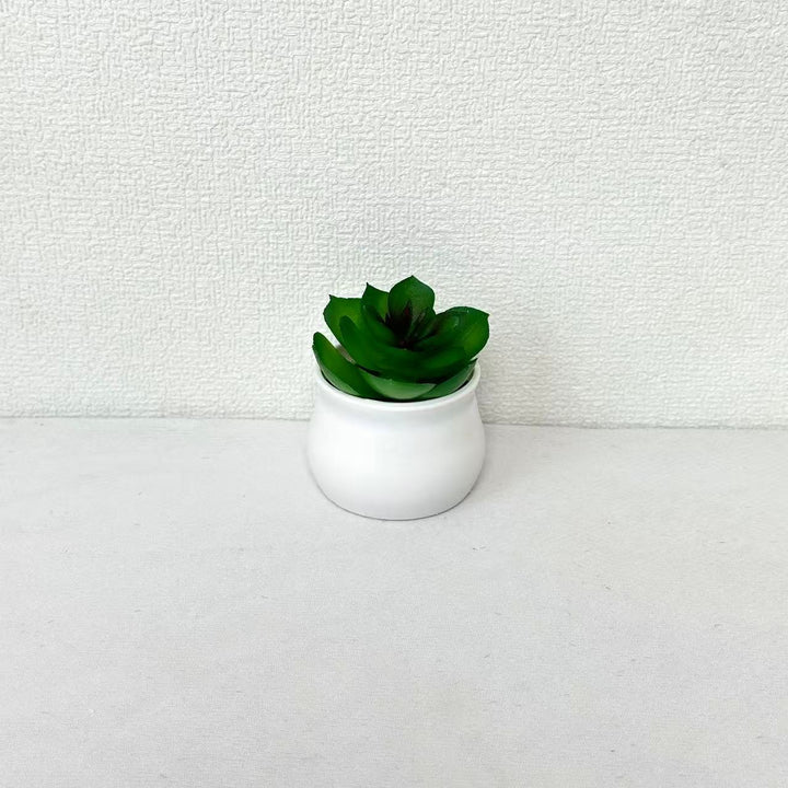 Succulent Plant in Modern Ceramic Pot