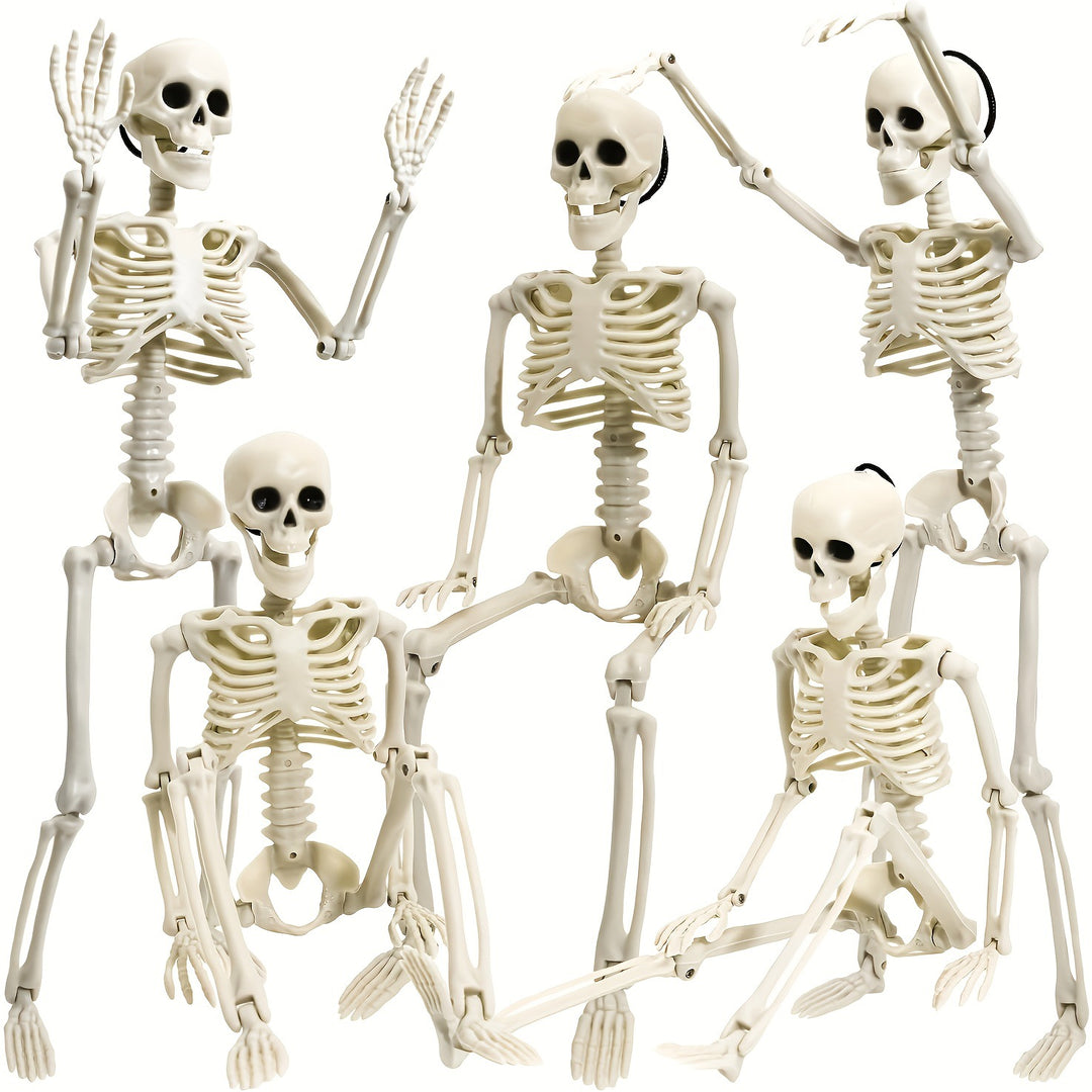 Anatomical teaching skeleton