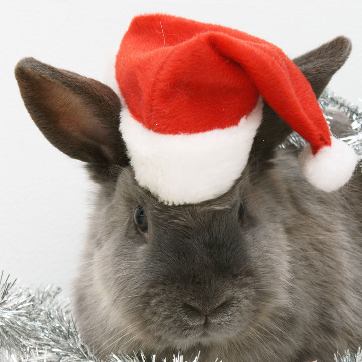 Santa hat for dogs