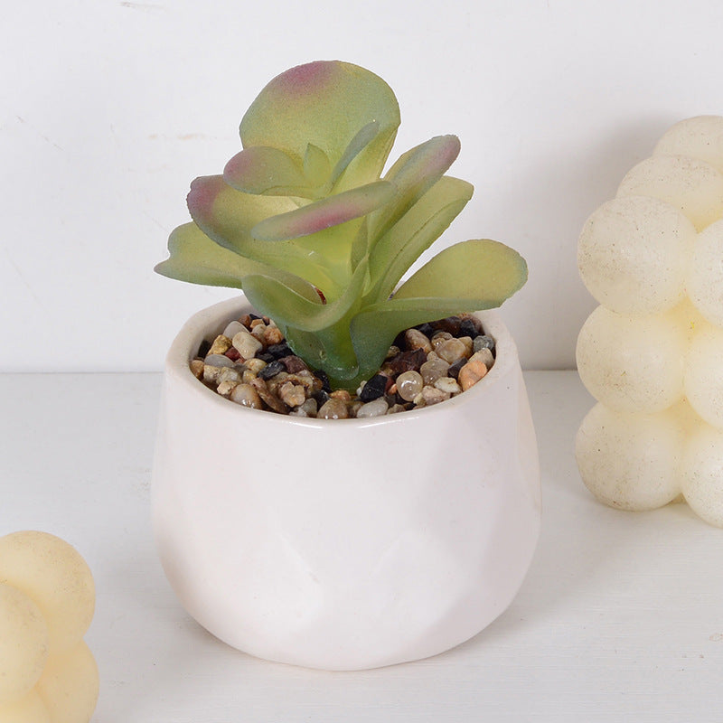 Decorative Succulent Plant Arrangement
