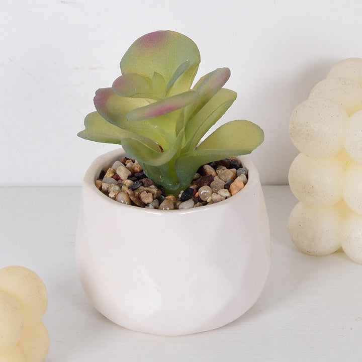 Decorative Succulent Plant Arrangement