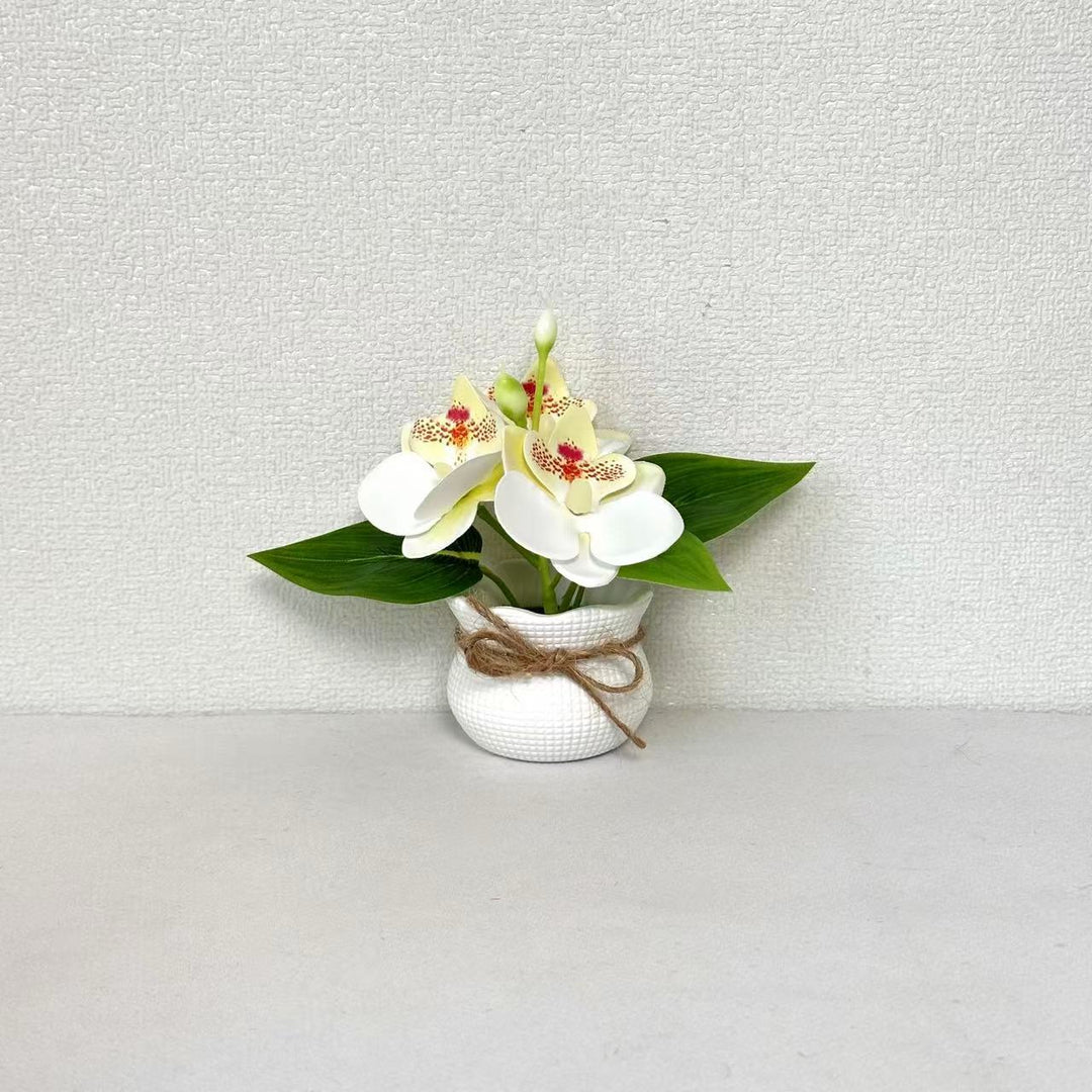 Decorative Miniature Orchid Arrangement
