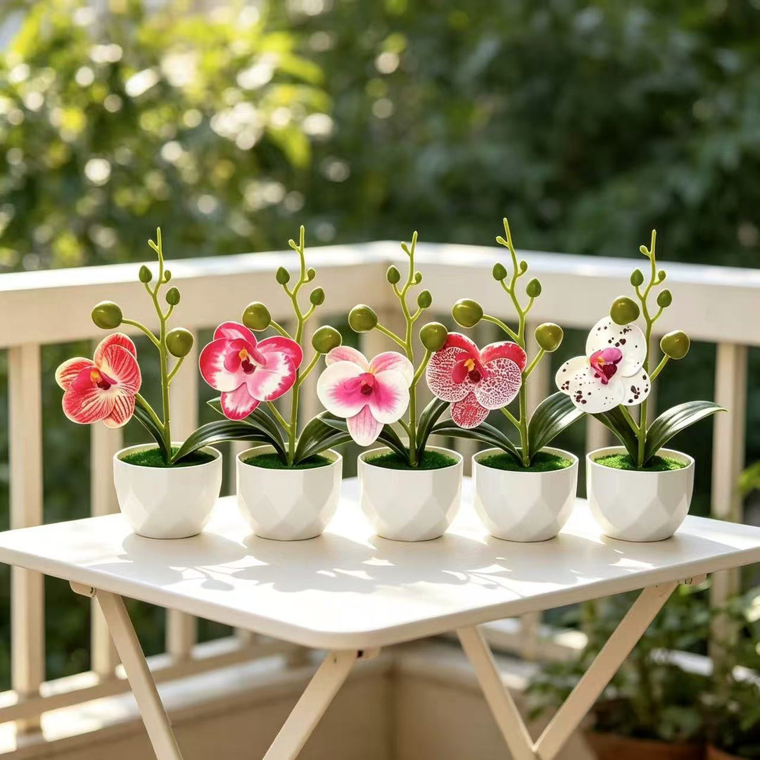 Orchid Plant Arrangement