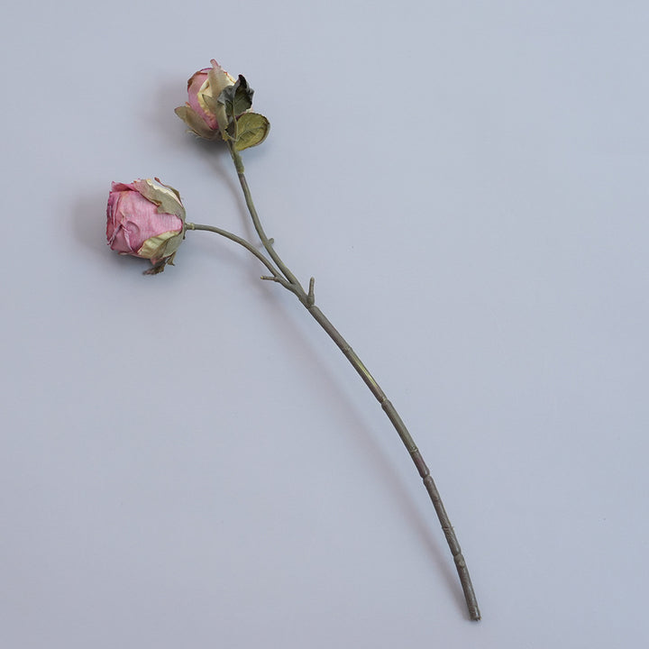 Elegant Dried Botanical Stem