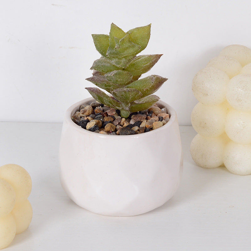 Decorative Succulent Plant Arrangement