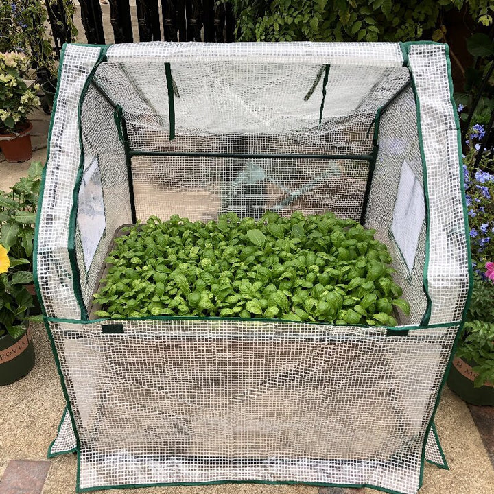 Mini Greenhouse