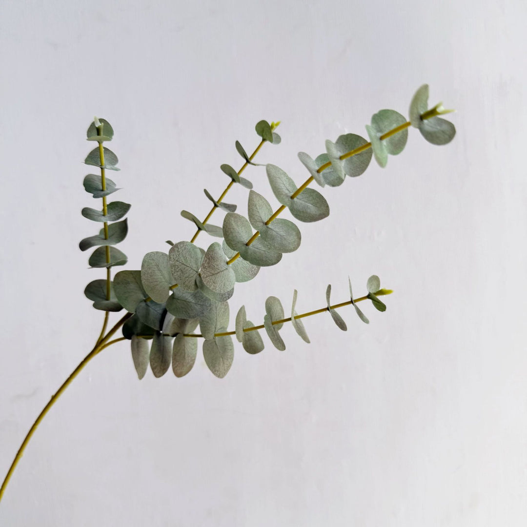 Premium Eucalyptus Stem