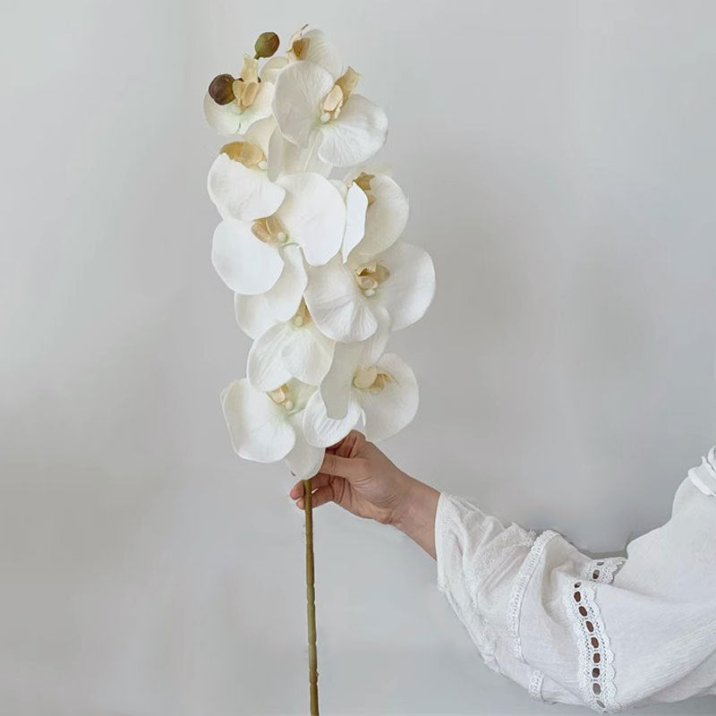 Elegant Orchid Stem