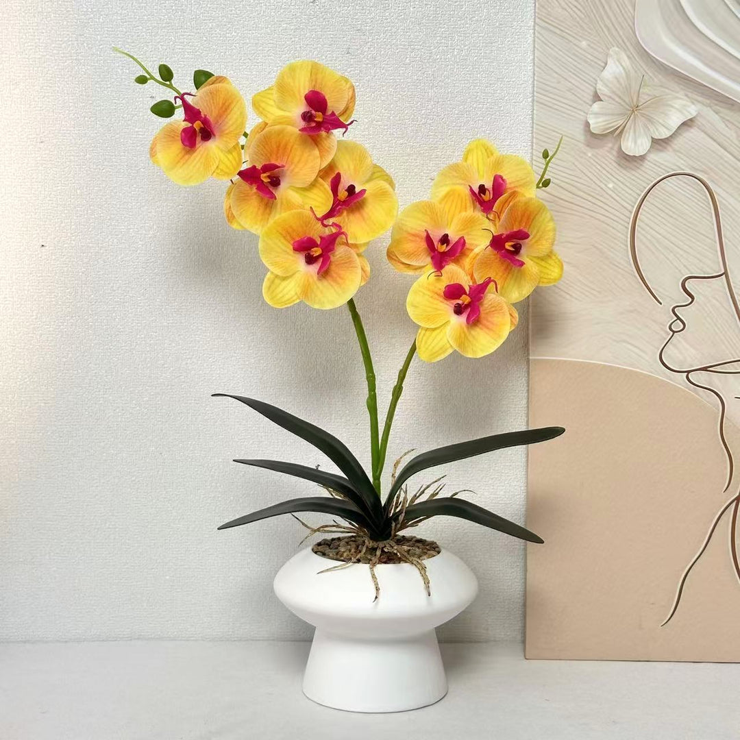 Decorative Orchid Plant Centerpiece
