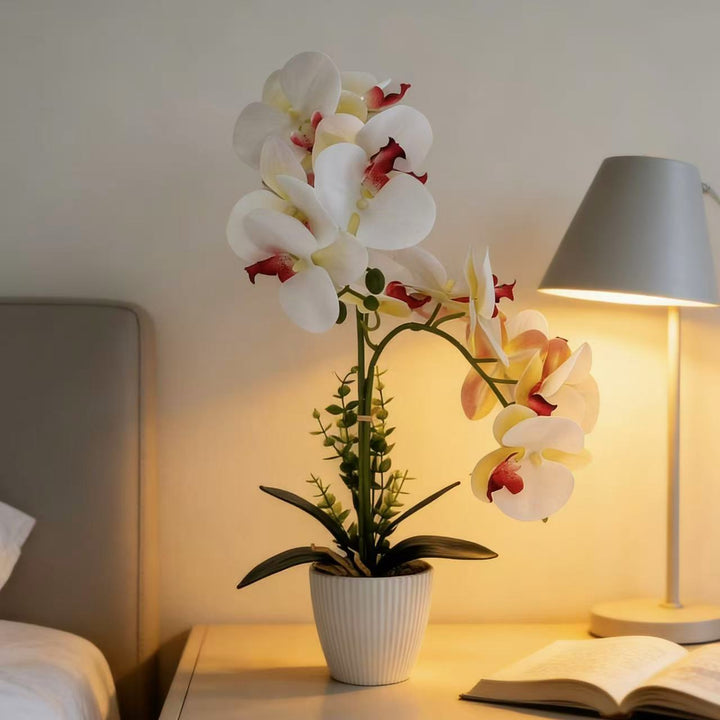 Elegant Orchid Plant Arrangement