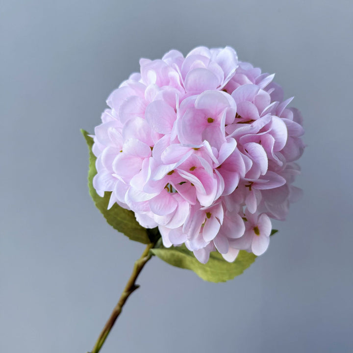 Floral Decorative