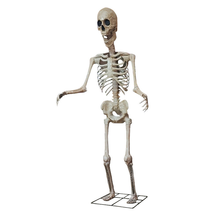 Life-Size Anatomical Skeleton Prop Kalsten