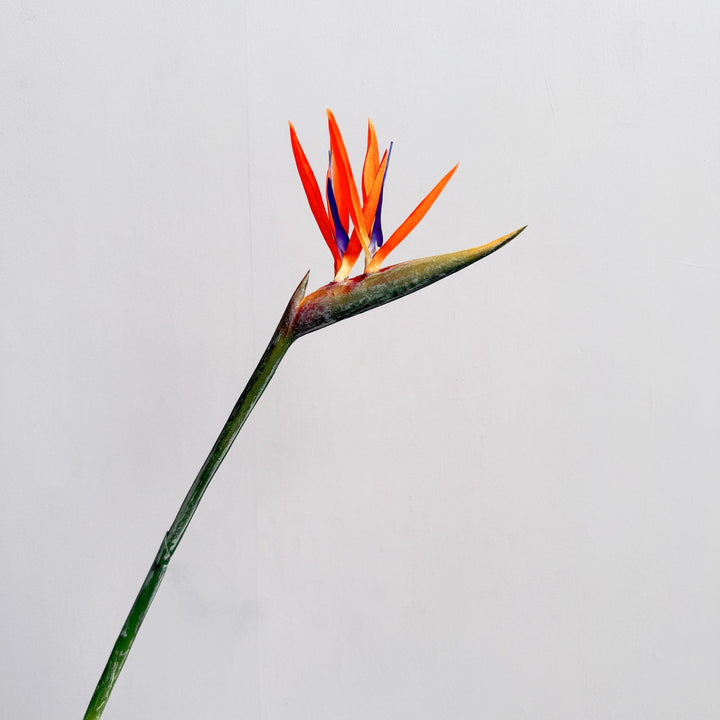 Decorative Flower Display
