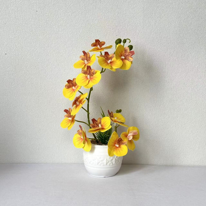 Premium Orchid Plant Arrangement