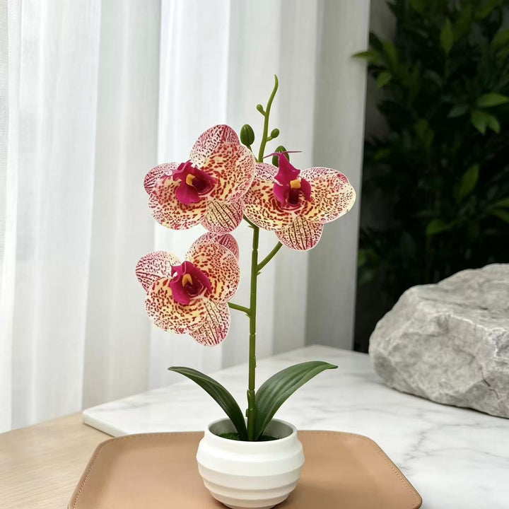 Elegant Decorative Orchid Plant Arrangement for Home Decor