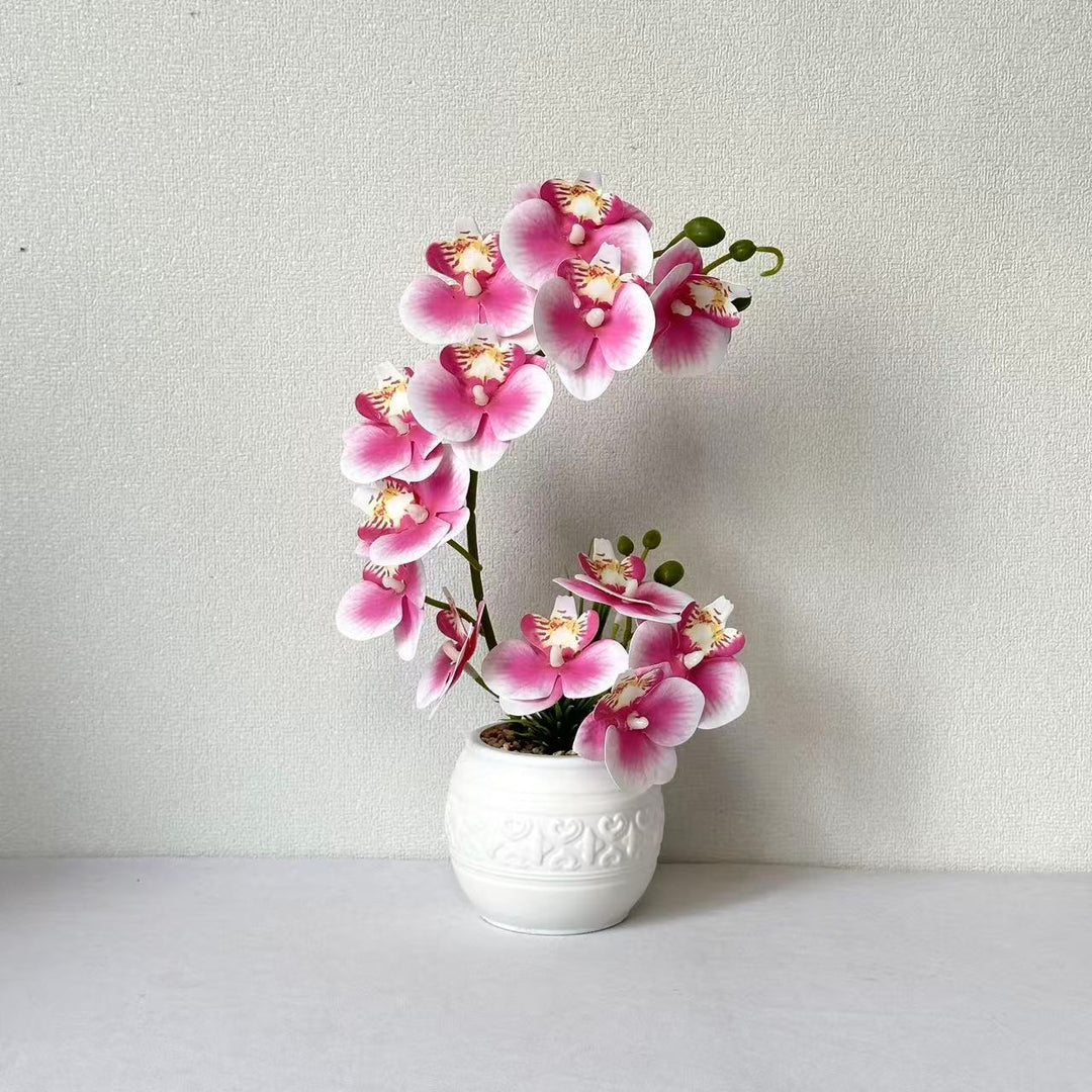 Premium Orchid Plant Arrangement