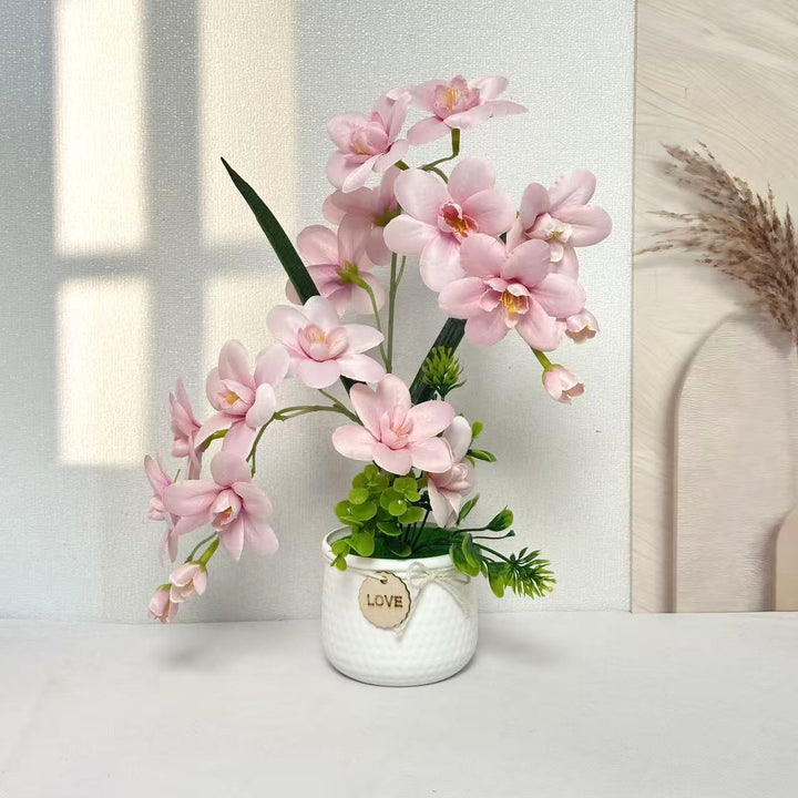 Decorative Orchid Plant Display