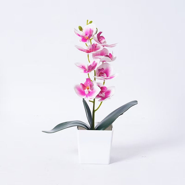 Elegant Orchid Plant Decoration