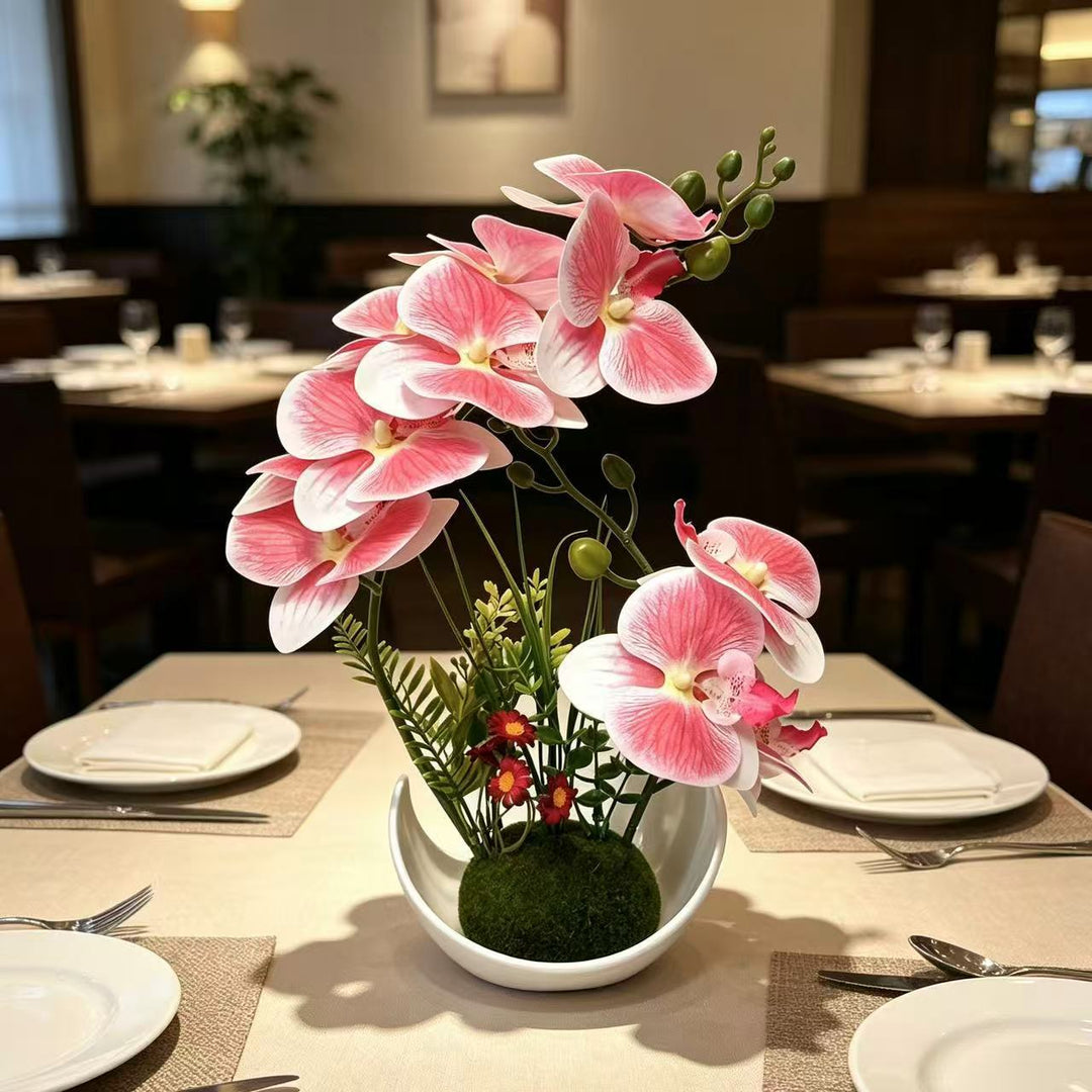 Decorative Orchid Plant Arrangement for Home Decor