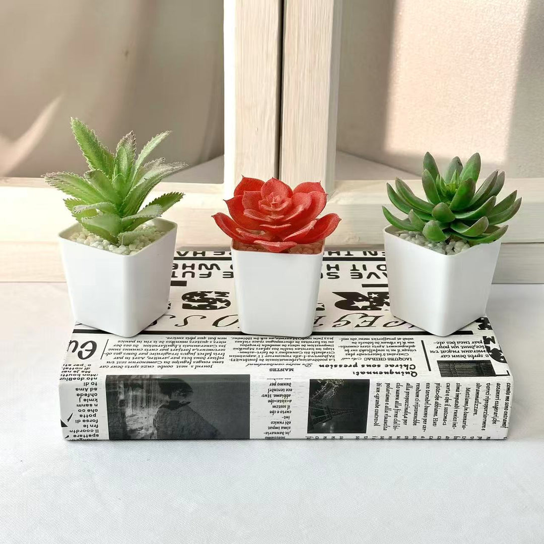 Succulent Plant Arrangement