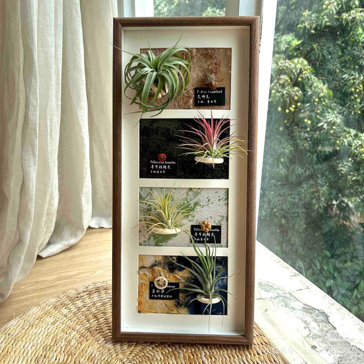 Decorative Wall-Mounted Plant Display Frame for Home