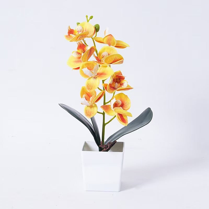 Elegant Orchid Plant Decoration