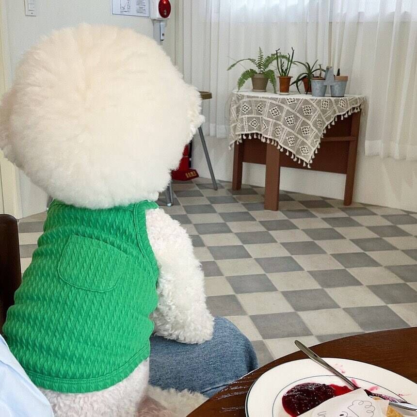Ribbed Stretch Knit Dog Belly Vest