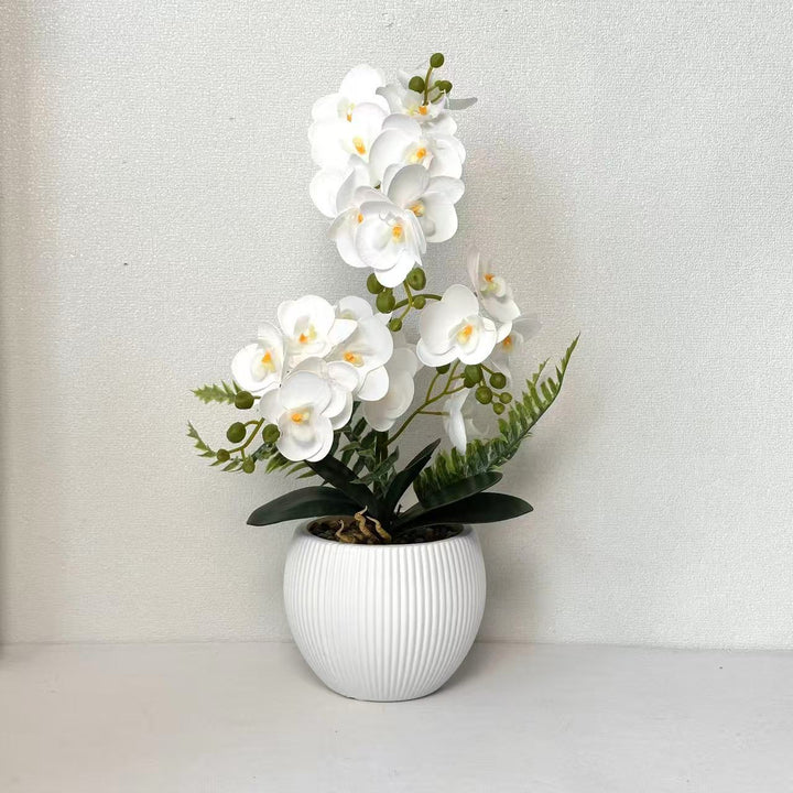 Decorative Orchid Plant for Decorative Home Display