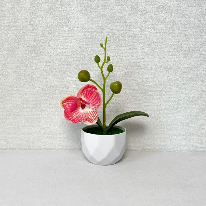 Orchid Plant Arrangement