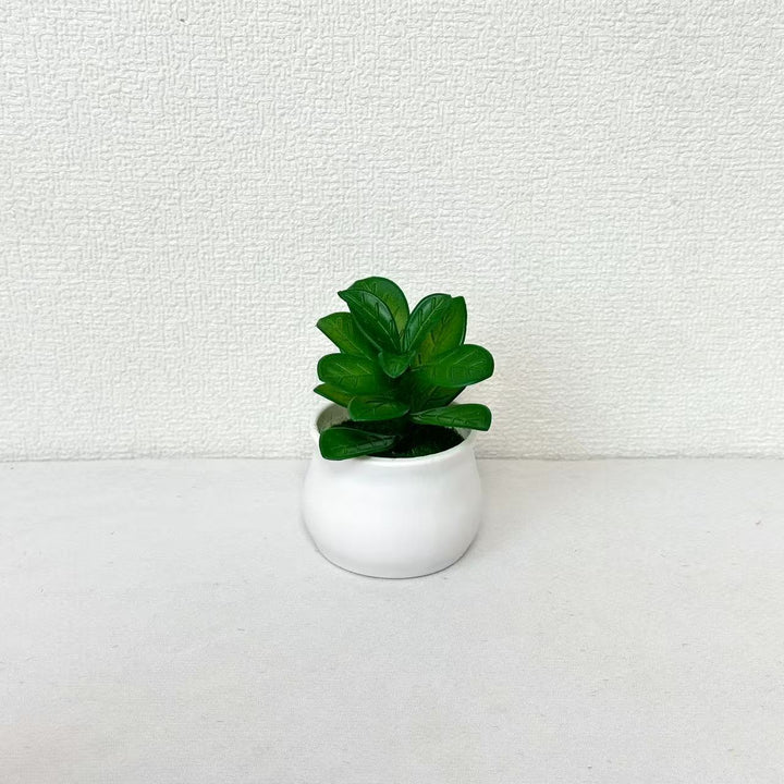 Succulent Plant in Modern Ceramic Pot