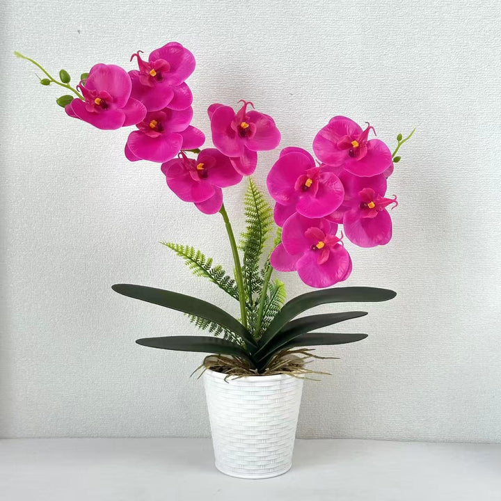 Decorative Orchid Plant for Indoor Home Decor
