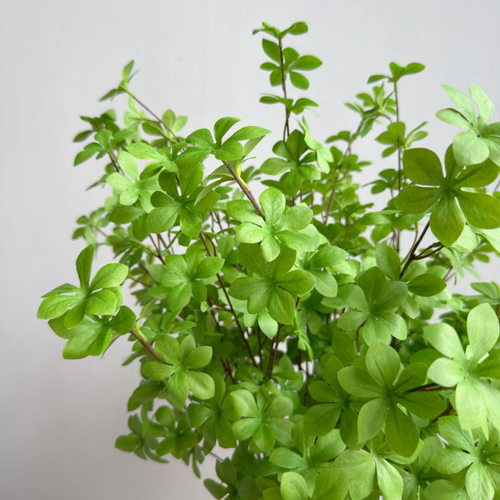 Elegant Decorative Plant