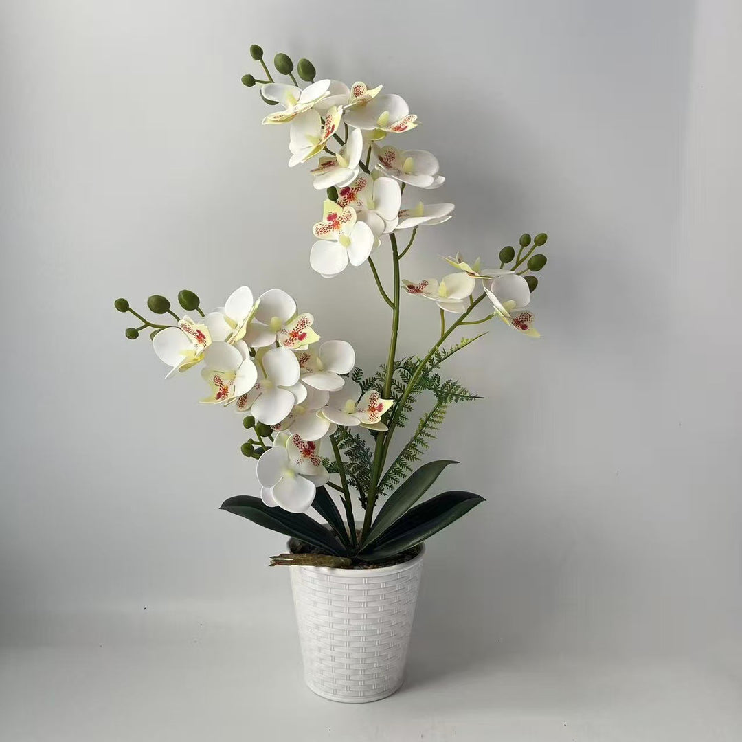 Elegant Decorative Orchid Plant Arrangement for Home Display