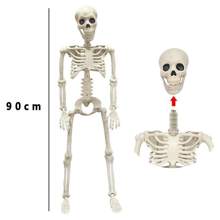 Anatomical teaching skeleton