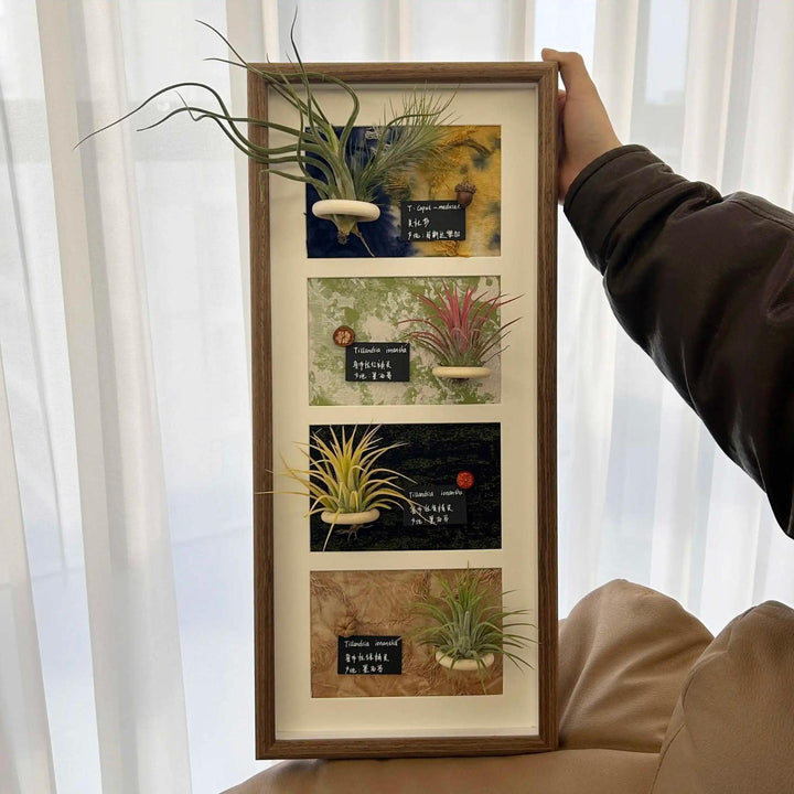 Wall Mounted Air Plant Frame for Home Decor