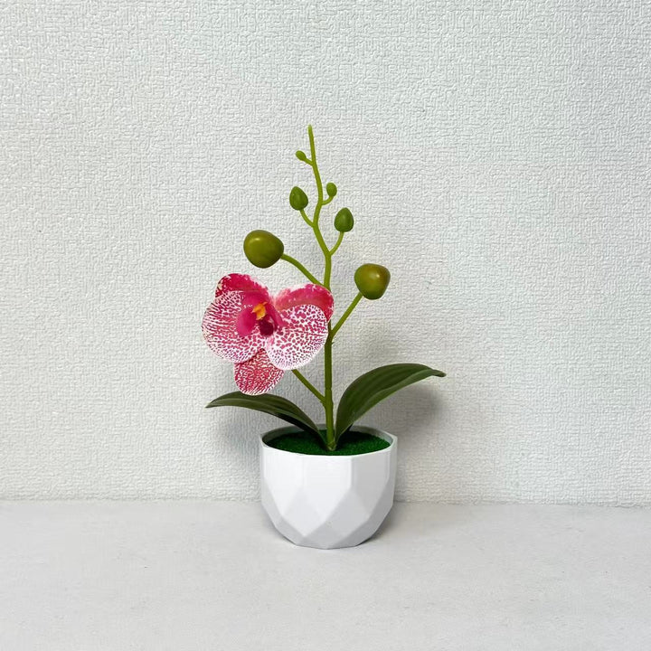 Orchid Plant Arrangement
