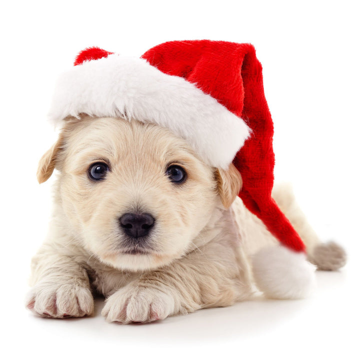 Festive Christmas hat