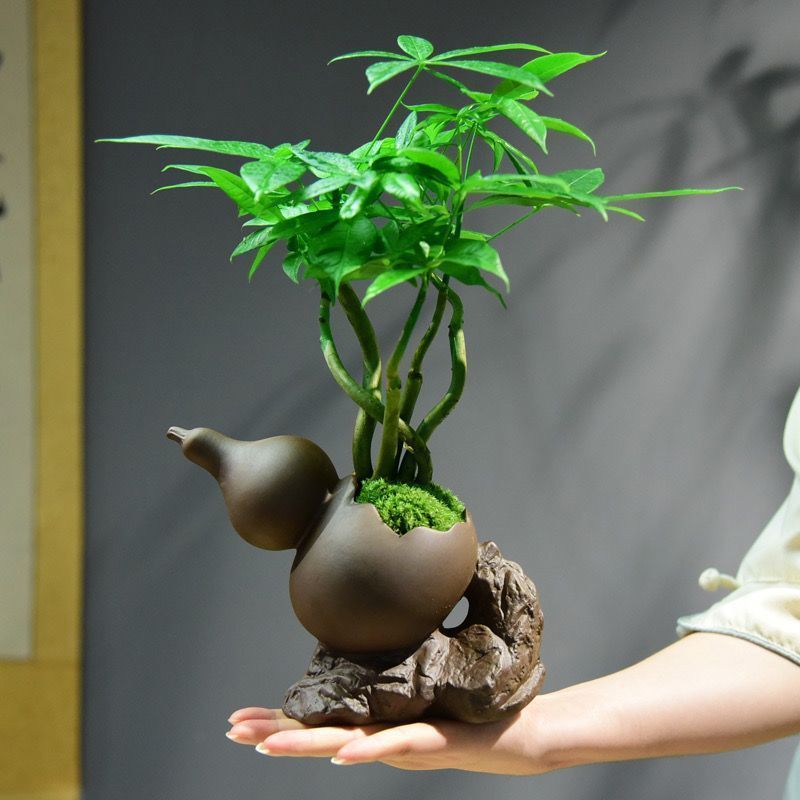 Decorative Potted Plant Arrangement