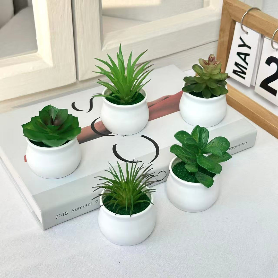 Succulent Plant in Modern Ceramic Pot